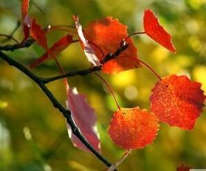 عیاشی