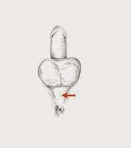 عضلات قدرت و کشش آنها برای افزایش قدرت